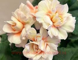 ���������� �� �����