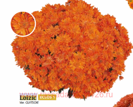 ���������� Loizic 6