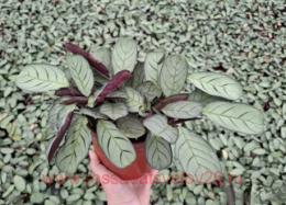 ������� Maranta Amagris 30