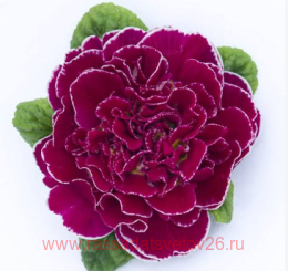 ������� belarina cranberry corsage 75