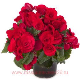   BARKOS-COLLECTION BALADIN 50