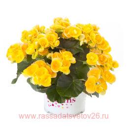  ILONA COLLECTION Nadine 66