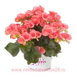  ILONA COLLECTION Sandrine 9