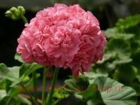 ���������� ���������� Odensjo Symfonia 87