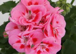 ���������� ��������� Sel. Sunrise Craziella