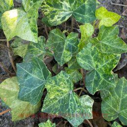   'PROFESSOR SENETA' 40