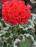 ���������� �������� OLIVER WELFARE 3