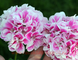 ���������� �������� ����� �������� 236