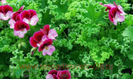 ���������� ����� Escay Vergio 180