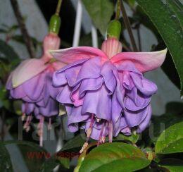  Wild and Beautiful 77