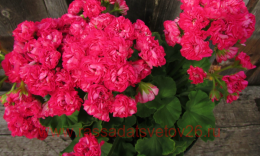 ���������� ����� ���������