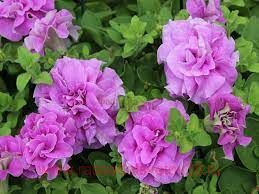  Surfinia Double Lila