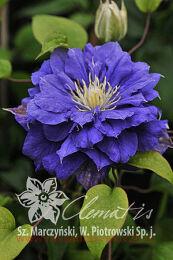  'Kiri Te Kanawa' (K  ) 24