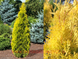 ��� �������� ������ 4