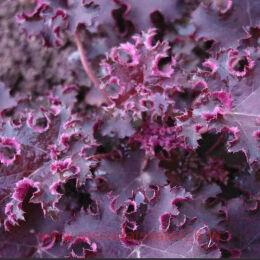  Purple Petticoats ( ) 221