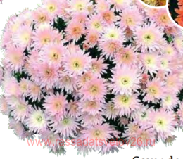 ���������� Nima 8