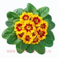  TAGETES GELB 5