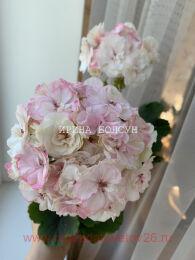 ���������� �������� PAC Viva Madeleine 185