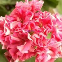 ���������� ��-���������� 247