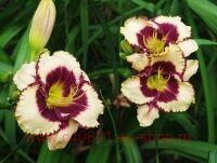  Hemerocallis Border Music 11