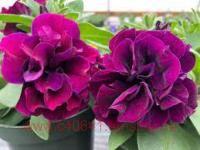  SweetSunshine&#174; Burgundy