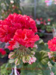 ���������� ��� �����