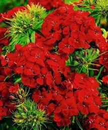 �������� �������� Sweet Scarlet 11