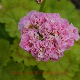 ���������� ��-���� 410