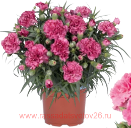  ORIENTAL Purple Bien Fait 80