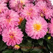  Novation	Pink Hot Pink