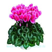  HALIOS&#174; LITCHI FUCHSIA 26
