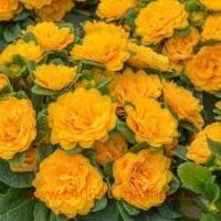  PRIMA BELARINA MANDARIN 33