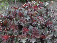  Wold Caffe Expresso 229