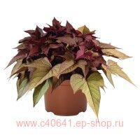  BRIGHT IDEAS RUSTY RED 9