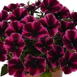  Sweetunia Miss Fantastic 43