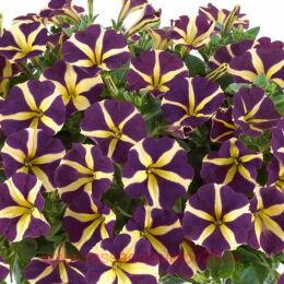  AMORE Heart & Soul 81