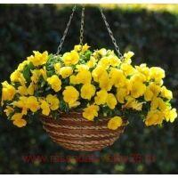   COOL WAVE Golden Yellow 1