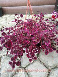   Trailing Plum Brocade 37