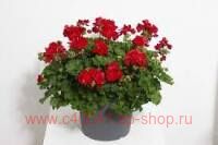 ���������� Sunrise® Benita 291