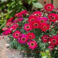  Grandaisy Red Orange 