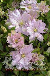 �������� 'Violet Elizabeth' (������ ��������) 51