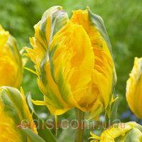  jan van nes parrot 4 (2 )