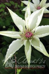  'Fuyu-No-Tabi' ('--') 13