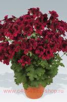   Candy Flowers Dark Red 28