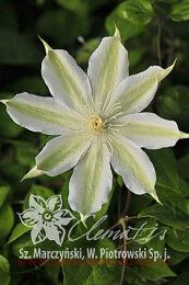  'Halina Noll' ( ) 20