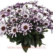 &#769; MARGARITA White Spoon 83