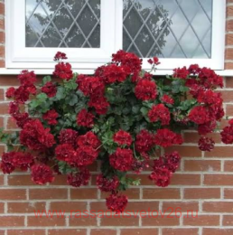 ���������� ������������ SUNFLAIR� RUBEN DARK RED 83