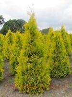  Thuja occ. 'Golden Brabant' &#174; 5