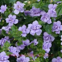  Scopia&#174; Double Lavender 7