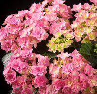     \ Hydrangea double rose 99